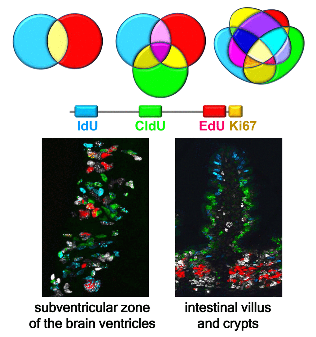 Multiple labeling of dividing cells reveals defined subsets of stem and progenitor cells and their progeny. The number of differentially labeled subpopulations of cells expands exponentially as the number of individual tags and their possible combinations increases, even if only a minority of them correspond to biologically meaningful cell cohorts. Shown is an example of quadruple labeling of dividing cell cohorts in the subventricular zone (SVZ) of the lateral ventricles (left) and in the villi and crypts of the intestine (right). IdU, CldU, and EdU were sequentially injected in mice every 24 hr and the tissues analyzed 2 hr after the last injection, revealing three injected DNA tags and Ki67, an endogenous marker of dividing cells. Cells labeled with one, two, three, and four markers can be observed. Labeling of the brain shows currently or recently dividing neural stem and early progenitor cells and their progeny in the SVZ. Labeling of the intestine reveals rapid migration of newborn cells from the crypts to the top of the villi, with blue IdU-positive cells at the top of the villus, green CldU-positive cells in the middle segment of the villus, red EdU-positive cells strictly in the crypts, and white Ki67-positive cells in the crypts and the basal segment of the villus. Zones of non-overlapping colors reflect rapid ascent of enterocytes, born in the crypts, along the villi.