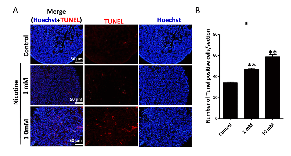 Nicotine exposure increases apoptosis in cultured fetal ovaries. (A) TUNEL-stained ovarian tissues cultured in vitro for 4 days. (B) Percentages of TUNEL positive cells in ovary tissue sections. All experiments were repeated at least three times. Results are presented as mean ± SD. (*) and (**) indicate significant (P 