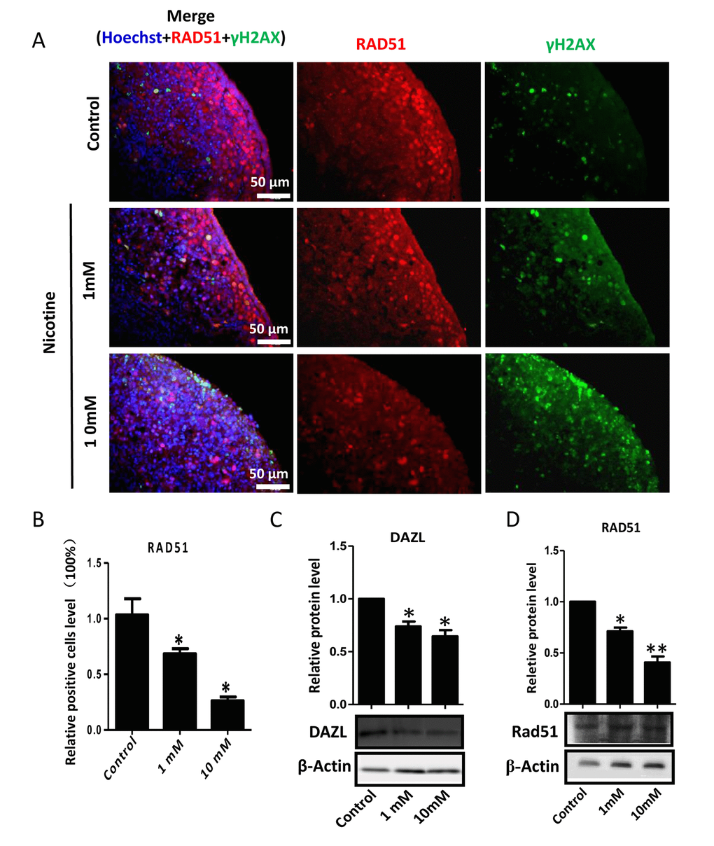 Dose-dependent decrease or increase of the number of meiotic germ cells (RAD51) and of γH2AX positive cell, respectively, in nicotine treated fetal ovaries cultured for 4 days. (A) Representative IF images of ovarian tissue sections for RAD51 and γH2AX; (B) Relative percentage of RAD51 positive cells of ovaries cultured without (control) and with 1mM or 10mM nicotine. (C) WB and relative densitometric analyses of DAZL amount in control and nicotine exposed ovaries. (D) Representative WB and relative densitometric analyses of RAD51 amount in control and nicotine exposed ovaries. All experiments were repeated at least three times. Results are presented as mean ± SD. (*) and (**) indicate significant (P 