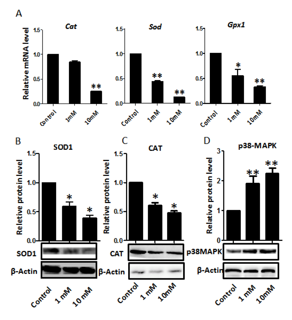 Dose-dependent nicotine decrease of antioxidative enzyme gene transcripts in fetal ovaries cultured for 4 days. (A) qRT-PCR for Sod1, Cat and Gpx mRNA levels in control and nicotine treated ovaries. The expression levels were normalized to that of Gapdh gene. (B) Representative WB and relative densitometric analyses of SOD1 proteins in control and nicotine treated ovaries. (C) WB and relative densitometric analyses of CAT amount in control and nicotine exposed ovaries. (D) The results of p38MAPK WB and relative densitometric analyses in control and nicotine exposed ovaries. All experiments were repeated at least three times. Results are presented as mean ± SD. (*) and (**) indicate significant (P 