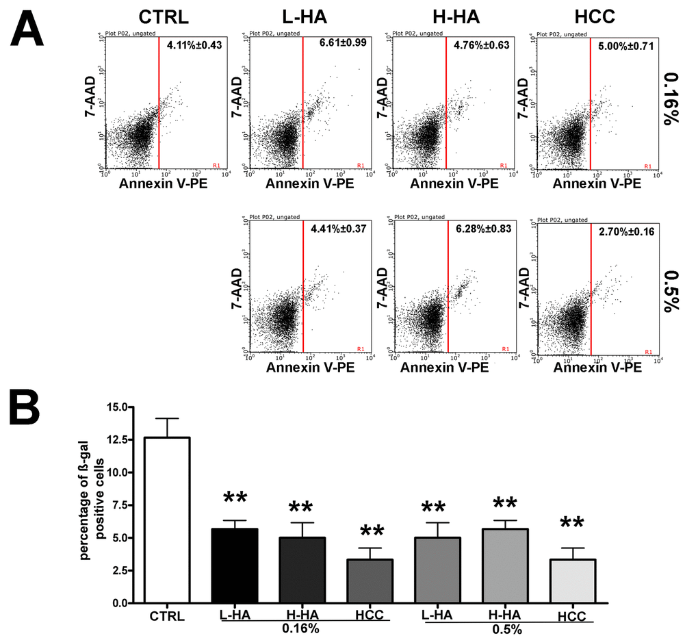 (A) Flow cytometry analysis of apoptosis with Annexin assay. The assay allows the identification of early (Annexin V + and 7ADD -) and late apoptosis (Annexin V + and 7ADD +). Nevertheless, apoptosis is a continuous process, and we calculated the percentage of apoptosis as the sum of early and late apoptotic cells. For every experimental condition, the percentage of apoptotic cells is indicated in the upper right corner of the analysis plot. Data are expressed with standard deviation (n = 3, *pB) Acid beta-galactosidase Senescence assay. The graph shows the mean percentage value of senescent cells in every experimental condition (± SD, n = 3, *p