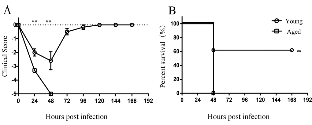 Increased susceptibility to A. baumannii infection in aged mice. Young (n = 10) and aged mice (n = 10) were infected intratracheally with 5×106 CFU of LAC-4. (A) Clinical score and (B) survival rate of mice were monitored for 7 days. Clinical score is expressed as means ± SEM. The data represent one of 2 independent experiments. Survival curves were compared using log-rank test. Statistical significance of clinical score was determined by Student’s t test. **, P 