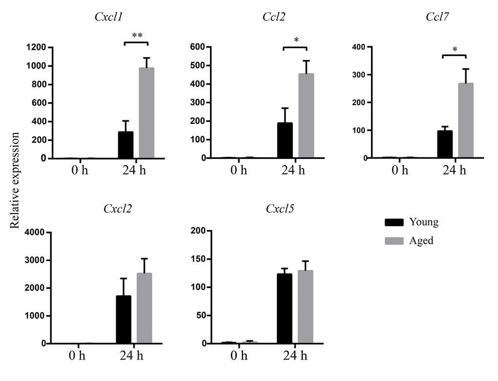 Increased chemokines mRNA expression after A.baumannii infection in aged mice. Young and aged mice were infected intratracheally with 5×106 CFU of LAC-4. At 0 h and 24 hpi, mRNA in lungs was isolated. CXCL1, CCL2, CCL7, CXCL2, and CXCL5 were measured by real-time PCR. Data are presented as mean ± SEM of four or five mice per condition and represent one of 2 independent experiments. Statistical analyses were performed by Student’s t test. *, P P 