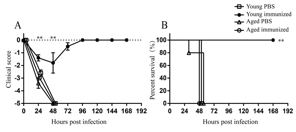 Protection of ffLAC-4 vaccination against respiratory A. baumannii infection. Groups of five young and aged mice were immunized intramuscularly with 1×107 CFU of ffLAC-4 or PBS on day 0. On day 7, mice were challenged intratracheally with 1.5×107 CFU of LAC-4. (A) Clinical score and (B) survival rate of mice were monitored for 7 days after infection. Clinical score is expressed as means ± SEM. The data represent one of 2 independent experiments. Survival curves were compared using log-rank test. Statistical significance of clinical score was determined by Student’s t test. **, P 
