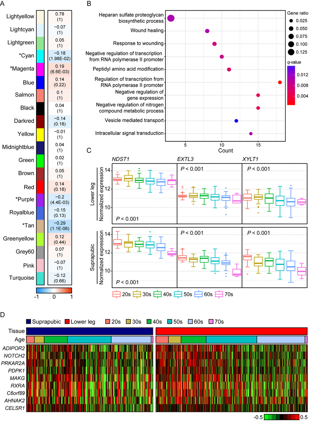 The common gene expression changes with aging in suprapubic and lower leg tissues. (A) Module trait relationship of constructed modules from lower leg. The statistically significant modules were marked with asterisk. The correlation values and Bonferroni-corrected P-values (in the bracket) were marked. (B) Pathway enrichment analysis of tan module. Top 10 the most enriched pathways were used. (C) The changes in gene expression level of three genes that play a role in heparan sulfate proteoglycan biosynthetic process in both tissues were shown. (D) Heatmap displays the expression level of nine genes that play a role in wound healing process in both tissues.