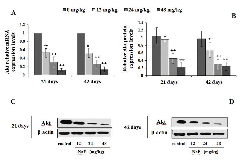 Changes of mRNA and protein expression levels of Akt in the spleen at 21 and 42 days of the experiment. (A) The relative mRNA expression levels. (B) The relative protein expression levels. (C, D) The western blot assay. Data are presented with the mean + standard deviation (n=8), *p p 