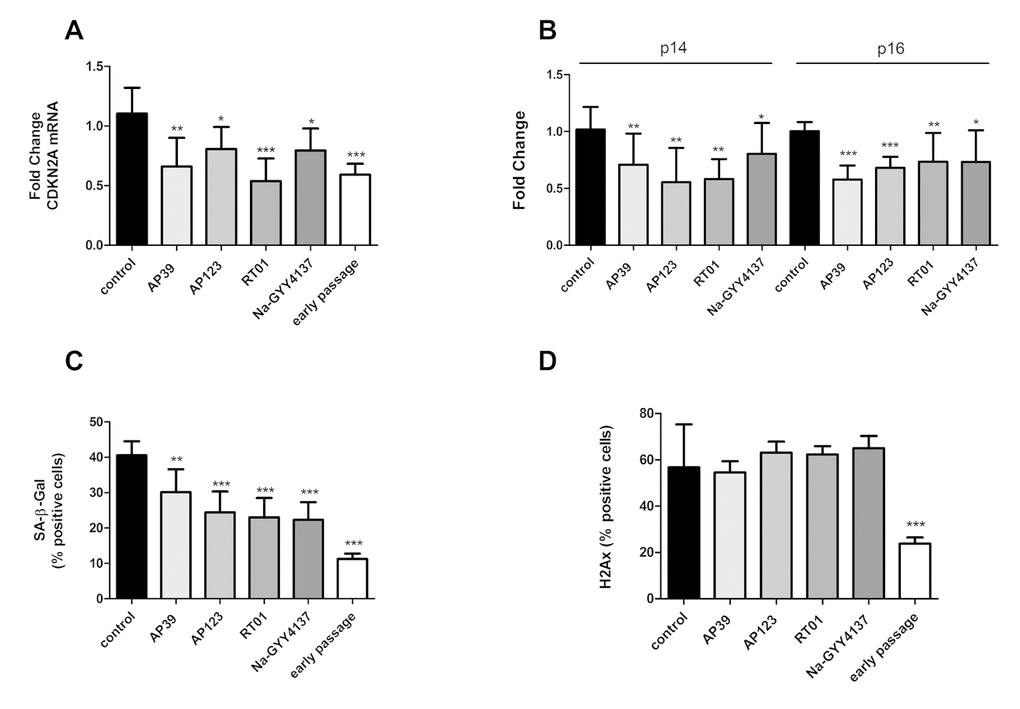 H2S donor treatment is associated with partial rescue from cellular senescence phenotypes. Levels of the senescence-associated total CDKN2A gene expression (A) and levels its alternatively-expressed isoforms p14 and p16 (B) were assessed by qRTPCR in senescent endothelial cells after 24h treatment with H2S donors (Na-GYY4137 at 100 µg/ml, AP39, AP123, RT01 at 10 ng/ml). Data are expressed relative to stable endogenous control genes GUSB, IDH3B and PPIA, and are given normalised to the levels of the individual transcripts as present in vehicle-only treated control cells. Fold change was calculated for in triplicate for three biological replicates. (C). The proportion of cells staining positive for Senescence Associated β-galactosidase (SA-β-Gal) activity following treatment with H2S donors was determined by manually counting the percentage of SA-β gal positive cells. (D) The proportion of cells staining positive for H2Ax marker of DNA damage following treatment with H2S donors was determined by manually counting the percentage of H2Ax positive cells. N = >300 cells for each sample. Statistical significance is indicated by *p