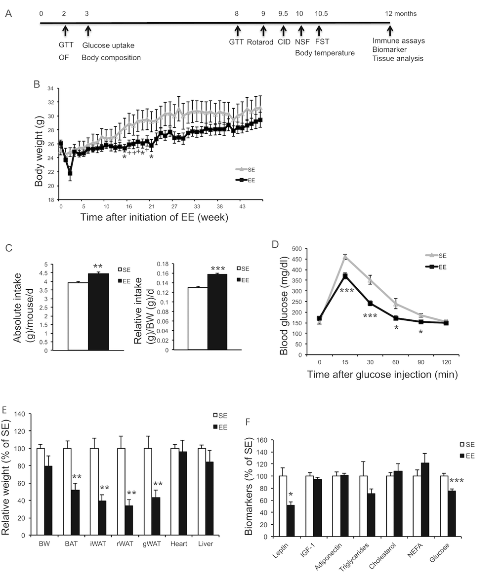 Long-term EE initiated at middle age reduces adiposity and improves metabolism. (A) Time line. (B) Body weight (n=10 per group). (C) Absolute (left) and relative (right) food intake 8~10.5 months in EE. (D) Glucose tolerance test at 32-week in EE (n=10 per group). (E) Body and tissue weight at the age of 22 months after 12-month EE (n=8 per group). (F) Serum biomarkers at sacrifice (n=8 per group). * PPP