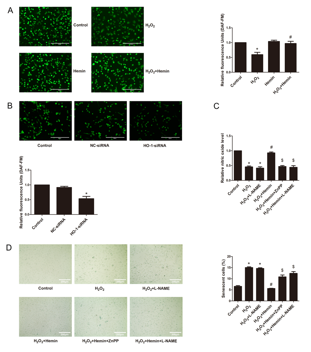 HO-1 advanced endothelial NO production to resist senescence in HUVECs. (A) HO-1 inducer Hemin reversed the reduction of the relative fluorescence intensity of DAF-FM indicated endothelial NO production stimulated by H2O2 (200 × magnification). The fluorescence intensity of DAF-FM was normalized to the cell numbers by normalizing to DAPI fluorescence (not shown). *P #P 2O2. n = 5. (B) Silencing of HO-1 decreased the relative fluorescence intensity of DAF-FM indicated endothelial NO production (200 × magnification). The fluorescence intensity of DAF-FM was normalized to the cell numbers by normalizing to DAPI fluorescence (not shown). *P C) NO production was measured according to Griess assay. Hemin reversed the reduction of endothelial NO production stimulated by H2O2, while the protective effect was abolished by ZnPP or L-NAME. *P #P 2O2; $P 2O2+Hemin. n = 5. (D) SA-β-galactosidase staining results showed that ZnPP or L-NAME abolished the anti-senescence effect of Hemin (200 × magnification). *P #P 2O2; $P 2O2+Hemin. n = 5.