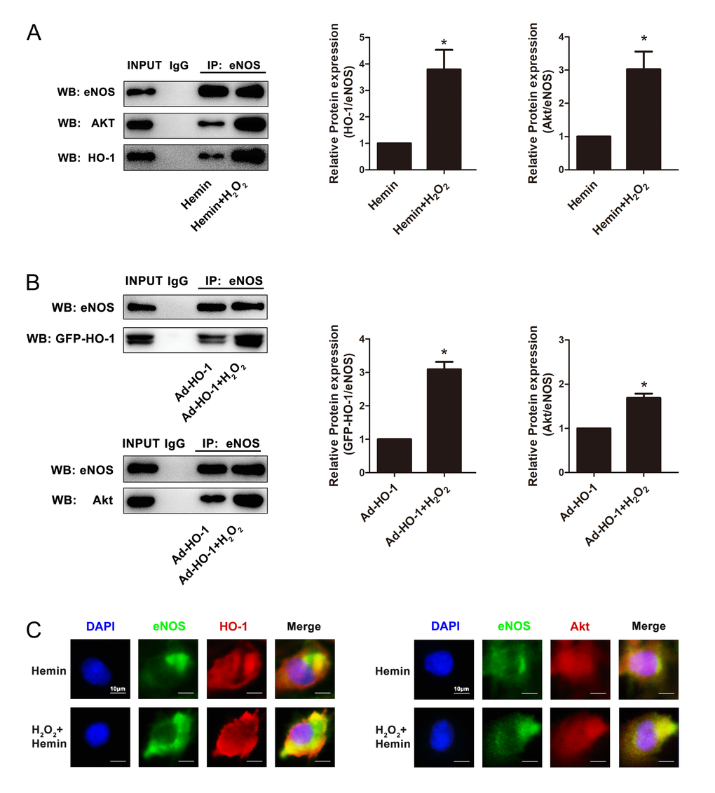 HO-1 regulated endothelial senescence induced by H2O2 through HO-1-eNOS-Akt interaction. (A) Overexpression of HO-1 induced by Hemin enhanced the interaction between HO-1 and eNOS, and promoted the interaction between eNOS and Akt in senescent HUVECs induced by H2O2. *P 2O2 vs. Hemin. n = 5. (B) Overexpression of HO-1 mediated by HO-1 recombinant adenovirus enhanced the interaction between HO-1 and eNOS, and promoted the interaction between eNOS and Akt in senescent HUVECs induced by H2O2. *P 2O2 vs. Ad-HO-1. n = 5. (C) Overexpression of HO-1 enhanced the colocalization between HO-1 and eNOS, and promoted the colocalization between eNOS and Akt (400 × magnification) in senescent HUVECs induced by H2O2.