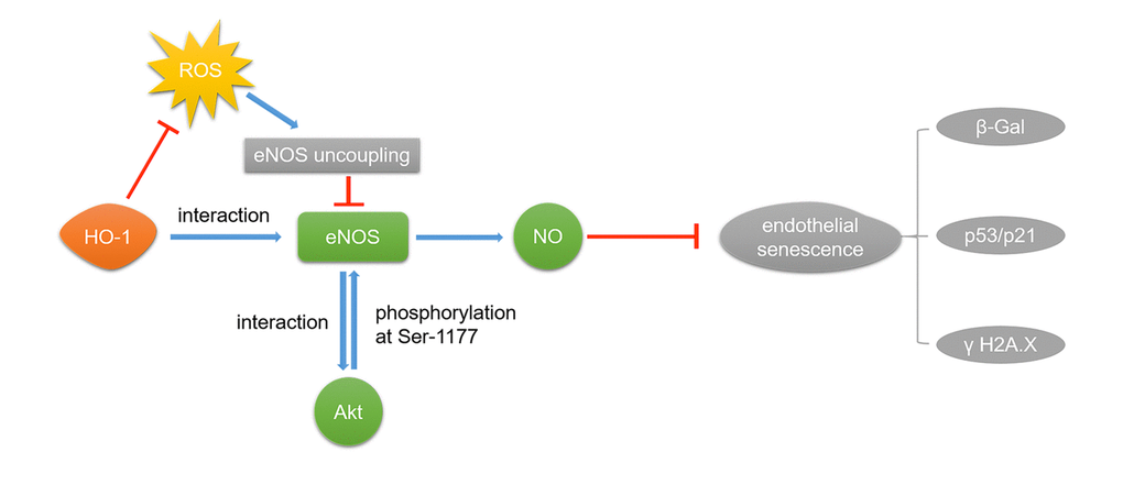 HO-1 ameliorates H2O2-induced premature senescence in HUVECs via eNOS. HO-1 attenuates H2O2-induced expressions of p53/p21 and ameliorated oxidative stress-induced DNA damage in endothelia senescence through two mechanisms: 1) HO-1 prevents eNOS uncoupling by inhibiting ROS. 2) Interaction between HO-1 and eNOS makes eNOS easier to interact with Akt, for which Akt can phosphorylate eNOS at Ser1177.