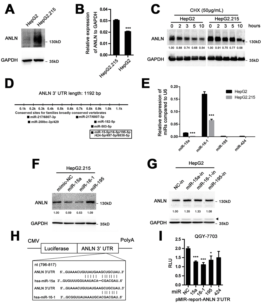 MiR-15a and miR-16-1 mediate the downregulation of ANLN expression in HCC cells. (A) Western blotting analysis of ANLN protein expression in HepG2 and HepG2.215 cells. (B) QPCR analysis of ANLN mRNA expression in HepG2 and HepG2.215 cells. (C) Endogenous ANLN protein turnover in HepG2 and HepG2.215 cells over the course of 10 h following the addition of 200 μg·mL-1 cycloheximide. GAPDH indicates total protein loading for each sample. The relative fold changes of each sample compared with time 0 are shown below. (D) Potential microRNAs targeting full-length ANLN mRNA are shown using the TargetScan tool (www.targetscan.org). (E) The endogenous expression levels of miR-15a, miR-16-1, miR-195 and miR-424 in HepG2 and HepG2.215 cells were determined using qPCR. U6 was used as an internal control. (F) Western blotting analysis of ANLN expression in HepG2.215 cells treated with miR-15a, miR-16-1, miR-195 and negative control mimics, respectively. The relative fold changes compared with control are shown below. (G) Western blotting analysis of ANLN expression in HepG2 cells treated with miR-15a, miR-16-1, miR-195 and negative control microRNA inhibitors, respectively. The asterisk indicates a nonspecific band. The relative fold changes compared with the control are shown below. (H) Schematic diagram of the reporter constructs containing the predicted miR-15a and miR-16-1 binding sites in the 3’ UTR of ANLN. (I) Treatment of miR-15a and miR-16-1 mimics significantly attenuated the luciferase activity of the ANLN 3’ UTR compared with the control in QGY-7703 cells. *P 