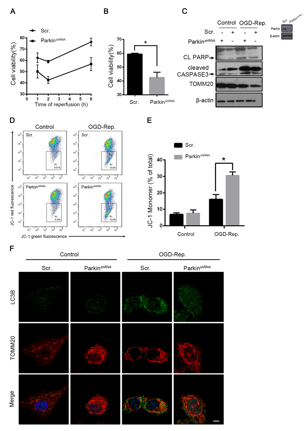 Parkin protected L02 cells from OGD-Rep. induced injury. L02 cells were transfected with Parkin shRNA (Parkin shRNA) or control shRNA (Scr.). Transfected L02 cells were subjected to OGD for 24 h, followed by recovery in normal cell culture medium and oxygen for reperfusion. (A) Cell viability was detected by CCK8 at 1, 2 and 6 h after reperfusion. (B) Quantification of cells viability at 2 h after reperfusion from indicated cells. (C) At 2 h after reperfusion, the whole cells lysate was collected. Cleaved PARP (CL PARP), cleaved CASPASE-3 and TOMM20 protein levels were determined by western blot analysis. (D) Measurement of mitochondrial membrane potential by JC-1 flow cytometry at 2 h after reperfusion. (E) Quantification of mitochondrial membrane potential loss. (F) LC3B (green) and the mitochondrial marker TOMM20 (red) were stained by immunofluorescence and the images were taken by confocal microscopy after 2 h of reperfusion. The data are expressed as mean ± SD. Statistical comparisons were performed with t-test. *P 