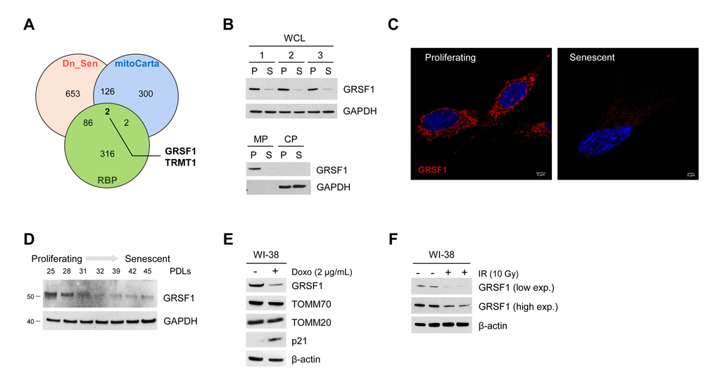 GRSF1 levels decline with senescence. (A) Venn diagram showing the overlap of mitochondrial RNA-binding proteins (overlap between mitoCarta and RBPs) that were significantly downregulated during replicative senescence (Dn