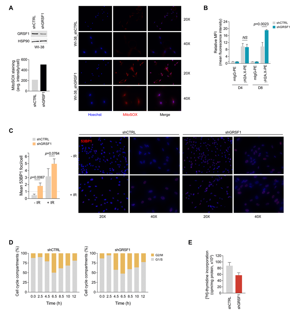 GRSF1 knockout or silencing elevates DNA damage, reduces DNA replication, and delays cell cycle progression. (A) Mitochondrial superoxide was assessed by fluorescent microscopy in shRNA-transfected WI-38 fibroblasts expressing normal (shCTRL) or reduced (shGRSF1) levels of GRSF1. The mitochondrial superoxide probe MitoSOX Red was employed to measure the relative production of superoxide, which was quantified as the average (avg.) fluorescence intensity (left); representative fluorescence images of the oxidized MitoSOX fluorescence signal (red) are shown (right). GRSF1 levels in infected WI-38 cells were assessed by Western blot analysis (left). (B) DNA double-strand breaks (DSBs) were monitored by measuring the phosphorylated histone H2A.X on serine 139 (γH2A.X) by using flow cytometry-based analysis at 4 and 8 days (D4 and D8) after IR (10 Gy). (C) WI-38 fibroblasts were infected with lentiviruses expressing shGRSF1 or shGRSF1; following ionizing irradiation (10 Gy) DNA damage was assessed by immunofluorescence to visualize 53BP1 foci (right); foci were counted in WI-38 fibroblasts expressing shCTRL or shGRSF1 that had been left untreated (-IR) or had been exposed to IR (+IR) (Left). (D) WI-38 fibroblasts that expressed constitutively shGRSF1 or shCTRL were synchronized at G1/S phase by double-thymidine block, released, and collected for analysis of cell cycle progression at the indicated time points by flow cytometry; the progression of cells through the division cycle was quantified (G2/M, G1/S). (E) WI-38 fibroblasts were infected with shGRSF1 or shCTRL lentiviruses and expanded for three weeks; the incorporation of [3H]-thymidine was then quantified as a measure of cell proliferation. Data in (B,C,E) represent the means and S.D. from three independent experiments.