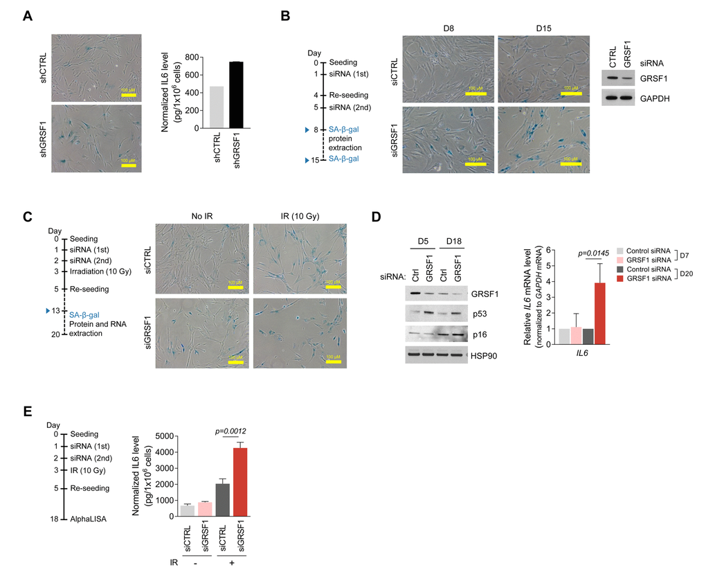 Silencing GRSF1 promotes senescence and IL6 production. (A) Three weeks after silencing GRSF1 by infection with shGRSF1- or shCTRL-expressing lentiviruses, SA-β-gal activity was assessed by light microscopy (left) and secreted IL6 was quantified by ELISA (right). (B) Pre-senescent WI-38 fibroblasts were transfected with siGRSF1 or siCTRL; SA-β-gal activity (micrographs) was assessed at day 8 (D8) and D15 after transfection. At D8, GRSF1 and GAPDH levels in WCL were assessed by Western blot analysis (right). (C,D) WI-38 cells transfected with siGRSF1 or siCTRL were irradiated (IR, 10 Gy) and subsequently cultured for 10 days; whereupon SA-β-gal activity was assessed (C); proteins in WCL prepared at D5 and D18 were assessed by Western blot analysis (D, left). RNA was extracted at D7 and D20, and IL6 mRNA levels were quantified by RT-qPCR analysis (D, right). (E) After transfection with siGRSF1 or siCTRL and irradiation, WI-38 cells were cultured in normal medium for 14 days and in serum-free condition for 24 h (left). CM was then collected, and the secreted IL6 was assayed by AlphaLISA (right). Data in (D,E) represent the means ±S.D. from three independent experiments.