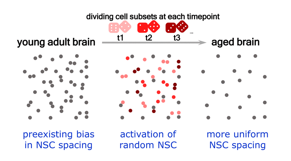 Distribution of dividing stem cells may reflect pre-existing bias in their spacing, and aging tends to randomize the distribution. Neural stem cells - grey dots; dividing stem cells at timepoints t1, t2, and t3 – pink, red, and carmine dots. Stem cells deplete with age, a process driven by the activation of their asymmetric divisions, with eventual production of neurons. At each timepoint a subset of stem cells is dividing and some of these are found in adjacent positions which can be perceived as symmetric divisions. However, the rate of division and geometry of cell positioning within each subset is random (symbolized by dice) and the bias of the spacing of the dividing population of stem cells reflects a similar bias in the spacing of all cells. Gradual disappearance of pairs of closely positioned cells evens out the original spacing bias.