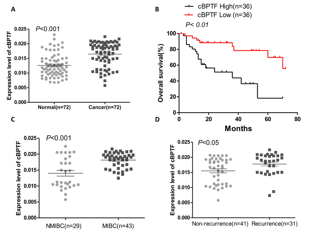 Circ-BPTF expression and its clinical significance in BCa. (A) The result of qPCR showed that circ-BPTF was up-regulated in BCa tissues compared to the adjacent normal tissues (P B) Kaplan-Meier analysis demonstrated that patients with high circ-BPTF expression had poorer prognosis. Median expression of circ-BPTF in cancerous tissues was used as a cutoff value in survival analysis. (C) Expression of circ-BPTF in muscle invasive bladder cancer (MIBC) patients was notably higher than that in non-muscle invasive bladder cancer (NMIBC) patients (PD) Expression of circ-BPTF was significantly higher in patients with recurrence (P