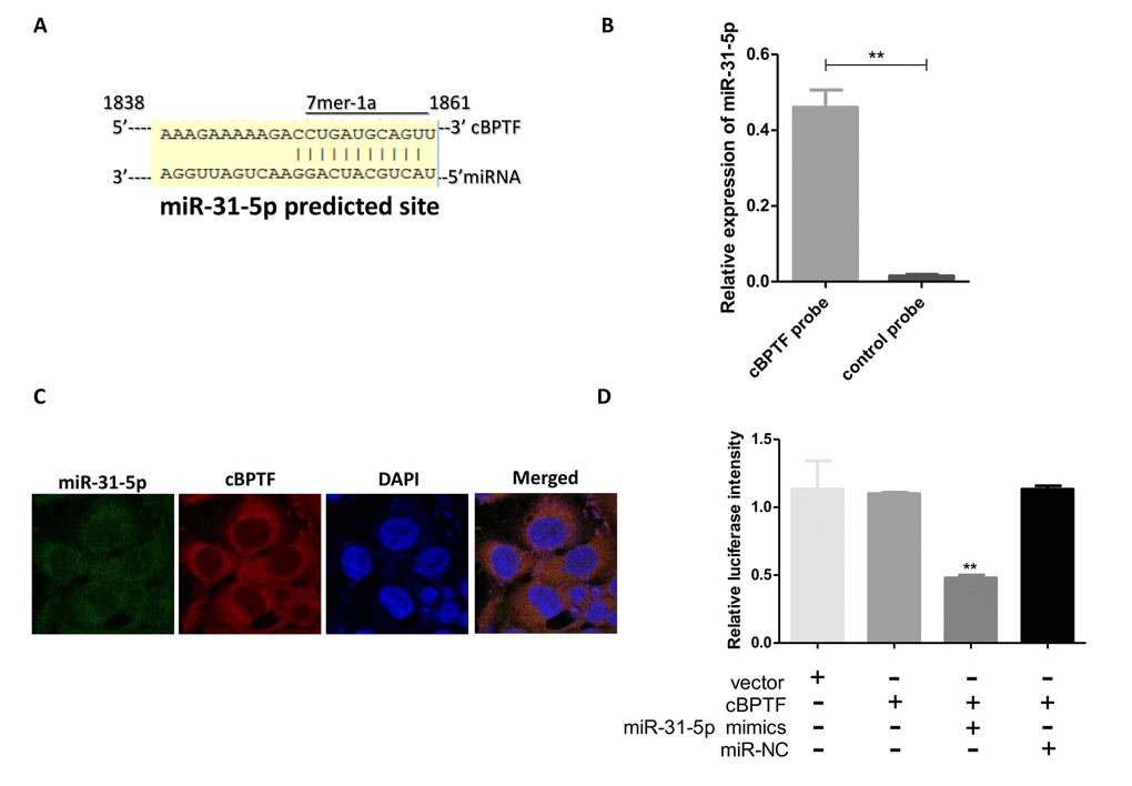 miR-31-5p directly binds to circ-BPTF. (A) Potential binding sites between circ-BPTF and miR-31-5p were predicted by CircInteractome. (B) miR-31-5p could be pulled down by the circ-BPTF probe. (C) FISH showed the co-localization between circ-BPTF and miR-31-5p. (D) Renilla luciferase activity in 293T cells co-transfected with miR-31-5p mimics and circ-BPTF reporter. Data indicate means±SEM. **P