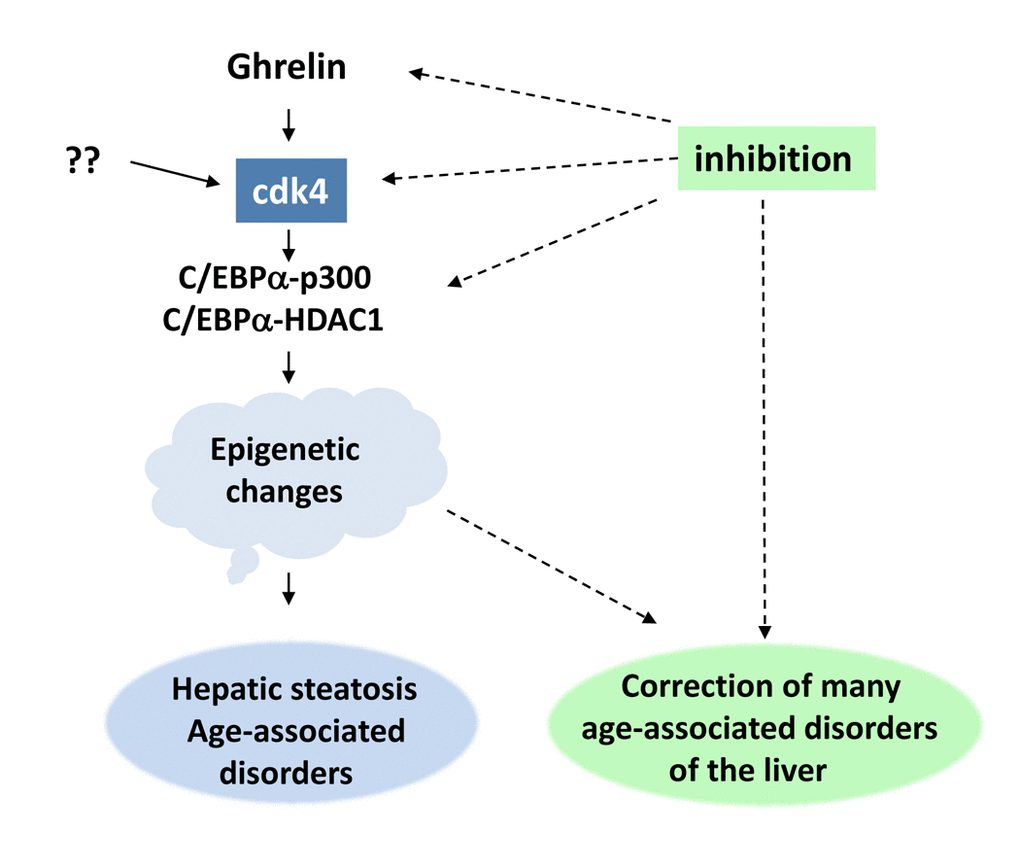 Ghrelin-cdk4-C/EBPα axis is an essential driver of age-associated liver disorders (see text).