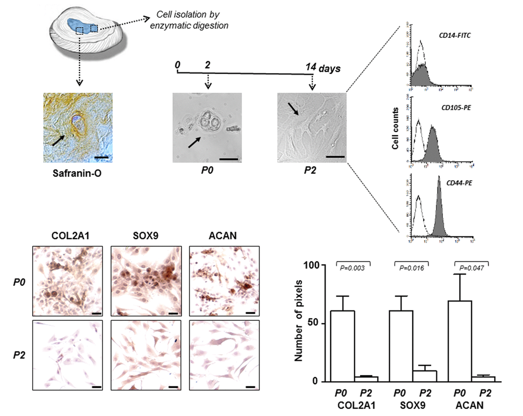 IVD cells: culturing and characterization. Representative optical photomicrographs showing morphology of the cells (indicated by the arrows) in the IVD tissue stained with Safranin-O, and at P0 and P2 passages in culture. P2 cells were characterized by flow cytometry for the expression of CD14 haematopoietic marker, and CD105 and CD44 mesenchymal markers. Flow cytometric analysis of a representative case is reported; open histograms represent the isotype control antibody, gray histograms represent anti-CD14, -CD105 and -CD44 antibodies. X-axis, fluorescent channel; Y-axis, number of events. Representative optical photomicrographs of COL2A1, SOX9 and ACAN immunostaining performed in P0 and P2 cells are reported. Protein expression levels were quantified by densitometric analysis of immunocytochemical pictures using ImageJ software and expressed as means of pixels per one hundred cells ±SD (P0 group, n = 6; P2 group, n = 6). Exact P-values are reported. Scale bars: 20 μm.