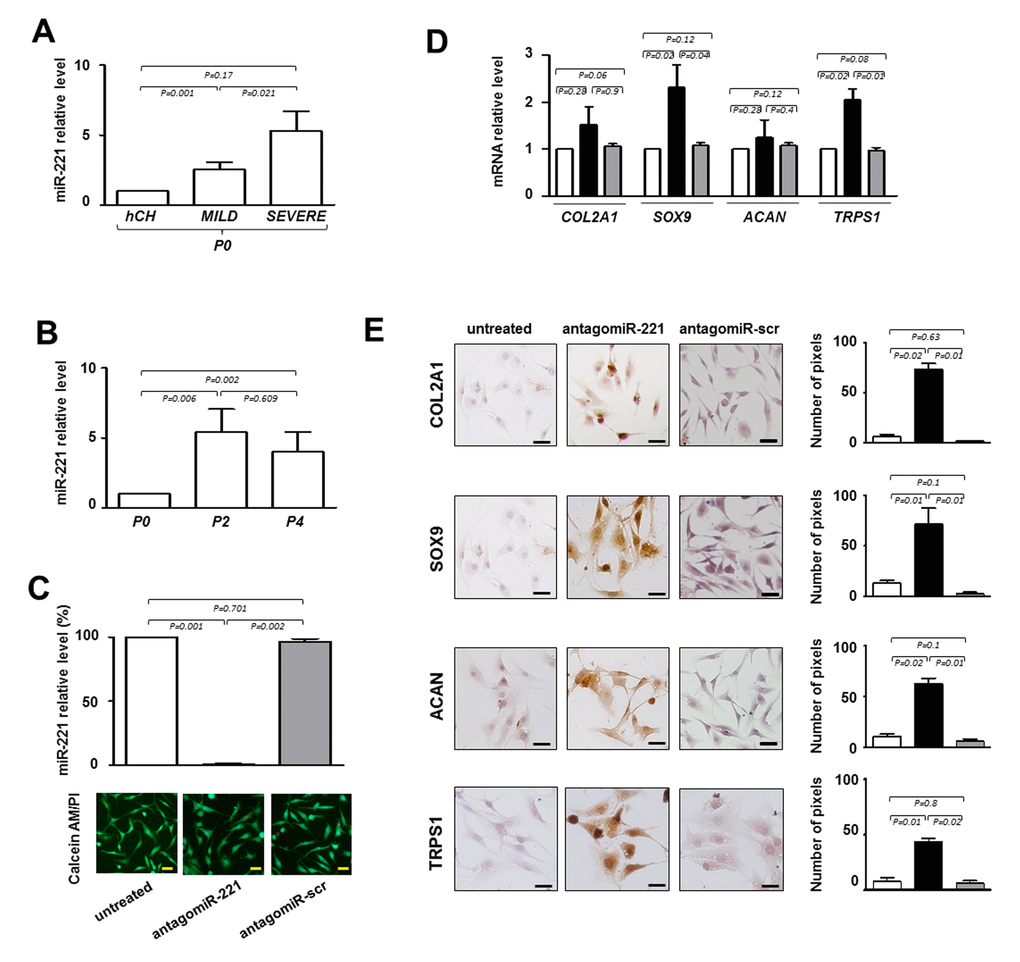 Evaluation of the effect of antagomiR-221 treatment on intervertebral disc cells (IVD) cells. (A) Before transfection the expression levels of miR-221 were measured in P0 cells from MILD and SEVERE IDD by qRT-PCR. Data are presented as fold changes relative to control represented by human freshly isolated chondrocytes (hCH). Results represent mean ± SD (hCH group, n = 6; MILD group, n = 7; SEVERE group, n = 9). Exact P-values are reported. (B) miR-221 levels were measured during de-differentiation process from passage 0 (P0) to passage (P4). Data are presented as fold changes relative to P0 cells. (P0 group, n = 6; P2 group, n = 6; P4 group, n = 6). Exact P-values are reported. Monolayered P2 cells were then transfected with antagomiR-221 (black column), a scrambled oligonucleotide (antagomiR-scr) (gray column) or remained untreated (white column) (C, D, E). (C) The efficiency of miR-221 knockdown was determined by qRT-PCR (C) and data are presented as fold change respect to control untreated cells ±SD (n = 10). Exact P-values are reported. Cell viability of transfected cells was determined by double staining with Calcein-AM/propidium iodide. The green fluorescence indicates the presence of calcein-labeled live cells, while propidium iodide-labeled dead cells are revealed by red fluorescence. Merged photomicrographs are reported. Scale bars: 20 μm. Expression of COL2A1, SOX9, ACAN and TRPS1 chondrogenic markers was assessed by qRT-PCR D) and immunocytochemistry E). (D) The expression of typical chondrogenic markers evaluated at mRNA level. mRNA data are presented as fold change relative to untreated cells. Results represent means ± SD (n = 10). Exact P-values are reported. (E) The expression of typical chondrogenic markers evaluated at protein level. Representative optical photomicrographs of COL2A1, SOX9, ACAN and TRPS1 immunostaining are reported. Protein levels were quantified by densitometric analysis of immunocytochemical pictures using ImageJ software and expressed as means of pixels per one hundred cells ±SD (n = 10). Exact P-values are reported. Scale bars: 20 μm.