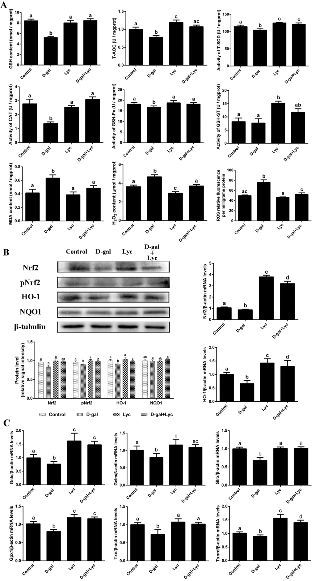 Effects of lycopene on decreased antioxidant status in D-gal-induced aged ovarian tissues and the activities of Nrf2/HO-1 pathway. (A) Effect of lycopene on decreased antioxidants status in the D-gal-induced aged ovarian tissues. (B) Effect of lycopene on the down-regulated expression of Nrf2, pNrf2 and HO-1, and the mRNA abundance of Nrf2 and HO-1. (C) Effect of lycopene on down-regulated mRNA abundance of Nrf2/HO-1 downstream genes. Values are expressed as the means±s.e.. Different lowercase letters indicate significant differences (P 