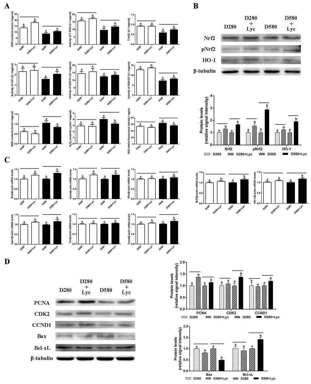 Effects of lycopene on the antioxidant capacity, cell proliferation and apoptosis in the ovarian tissues of D280 and D580 hens in vitro. (A) Effect of lycopene on antioxidant capacity in ovarian tissues of D280 and D580 hens in vitro. (B) Effect of lycopene on expression of Nrf2, pNrf2 and HO-1, and the mRNA abundance of Nrf2 and HO-1 in ovarian tissues of D280 and D580 hens in vitro. (C) Effect of lycopene on the mRNA abundance of Nrf2/HO-1 downstream genes in the ovarian tissues of D280 and D580 hens in vitro. (D) Effect of lycopene on the expression of proteins related to cell proliferation and apoptosis in the ovarian tissues of D280 and D580 hens in vitro. Each parameter was determined after 72 h of treatment with lycopene (100 ng/mL). Values are expressed as the means±s.e.. Different lowercase letters indicate significant differences (P 