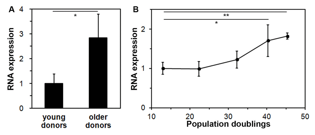 Expression of the lncRNA FLJ46906 increases with aging in fibroblasts. (A) The expression of FLJ46906 in fibroblasts from older donors (63, 68, and 70 years old, aged in-vivo), as measured by qPCR, is 2.8 fold higher than in fibroblasts from young donors (18, 23, and 27 years old; n = 3 (triplicate samples from each donor), mean ± SD, *p B) Neonatal fibroblasts aged in-vitro by longterm culture show increasing expression of FLJ46906 with increasing population doublings (PD), as measured by qPCR (n = 3 (cells from triplicate tissue culture dishes), mean ± SD, *p 