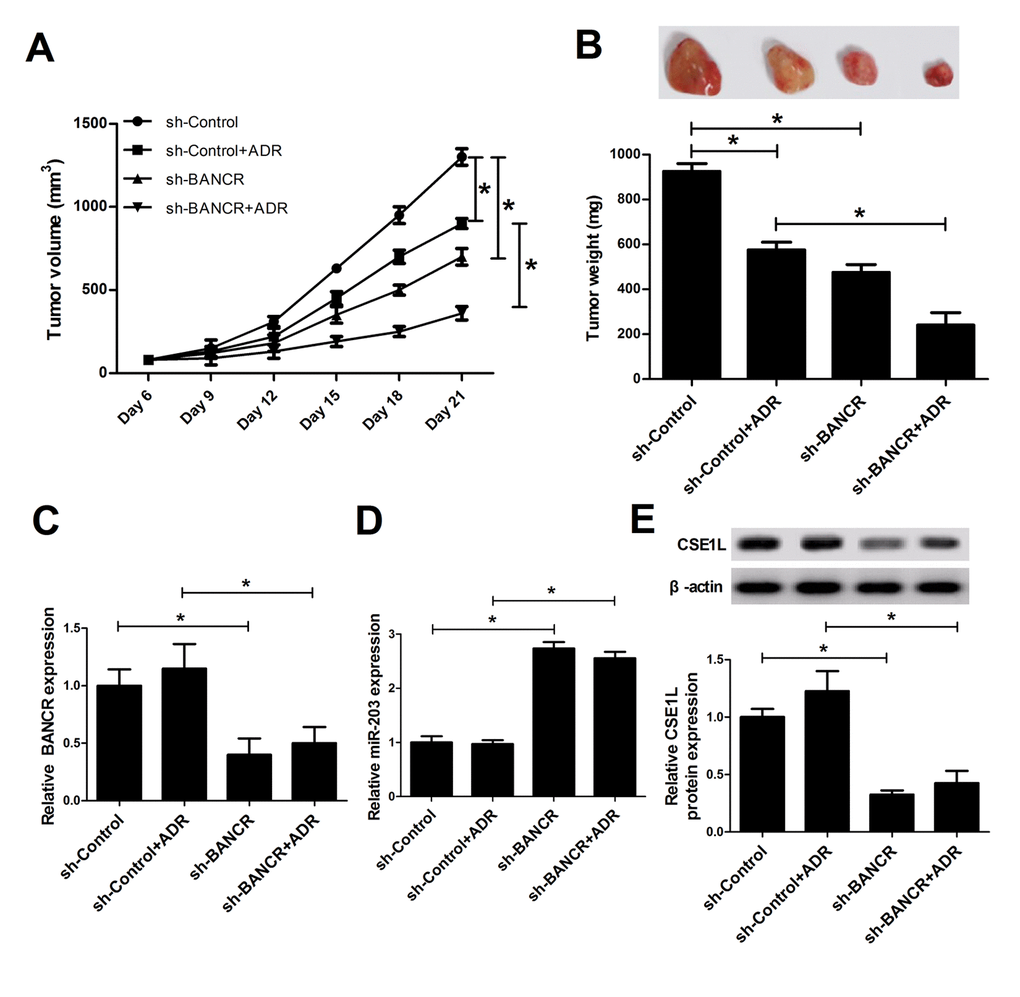 BANCR knockdown inhibited tumor growth and enhanced ADR sensitivity by modulation of miR-203/ CSE1L pathway in vivo. LoVo/DOX cells stably infected lenti-sh-XIST or lenti-sh-Control were subcutaneously inoculated into, followed by injection with the left flank of mice, ADR (1 mg/kg) every 3 days on day 6 after cell inoculation. (A) Tumor volume was determined at the indicated time points (6, 9, 12, 15, 18, 21 days) after first injection. (B) At 21 days upon cell implantation, tumors were excised, imaged and weighted. (C-E) Expressions of BANCR, miR-203 and CSE1L in xenograft tumors were determined by RT-qPCR and western blot assays. *P 