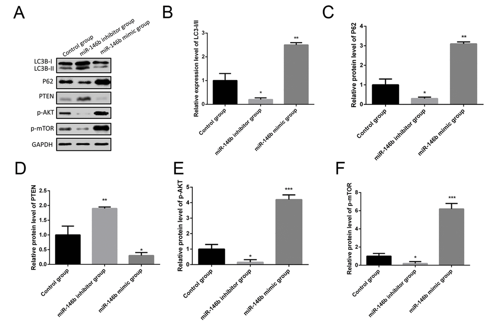 MiR-146b inhibited autophagy via the PTEN/AKT/mTOR signaling pathway in PCa cells. (A) Western blot results of the protein expression of LC3BI/II, P62, PTEN, p-AKT and p-mTOR in PC3 cells co-transfecting with miR-146b mimic, miR-146b inhibitor and negative control. (B-F) Quantification of the protein levels of LC3BI/II, P62, PTEN, p-AKT and p-mTOR. (*P P P 