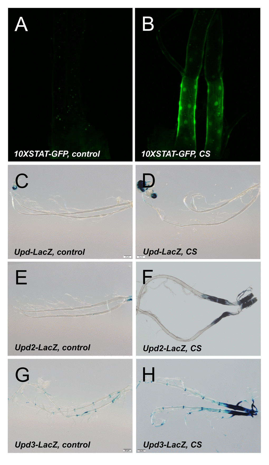 Activation of the JAK/STAT signaling pathway by CS exposure. A STAT reporter line (10XSTAT) tht was left untreated (A) or exposed to CS (B). LacZ staining of larvae carrying upd-Gal4, UAS-GFP (C, D), upd2-Gal4, UAS-GFP (E, F) or upd3-Gal4, UAS-GFP (G, H). Displayed are isoltaed trachea from non treated larvae (C, E, G) or those exposed to CS (D, F, H).