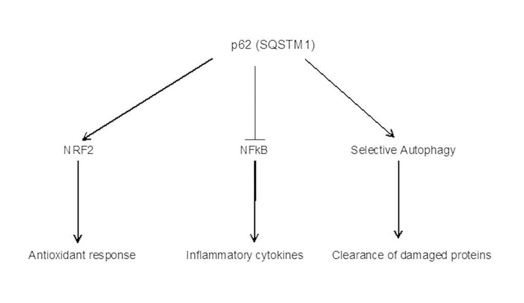 p62 (SQSTM1) as a mediator of several pathways. Anti-inflammatory effect of p62 can be mediated via inhibition of NF-kB pathway as well as antioxidant response and clearance of damaged proteins/organelles (e.g., mitochondria) [25–28].