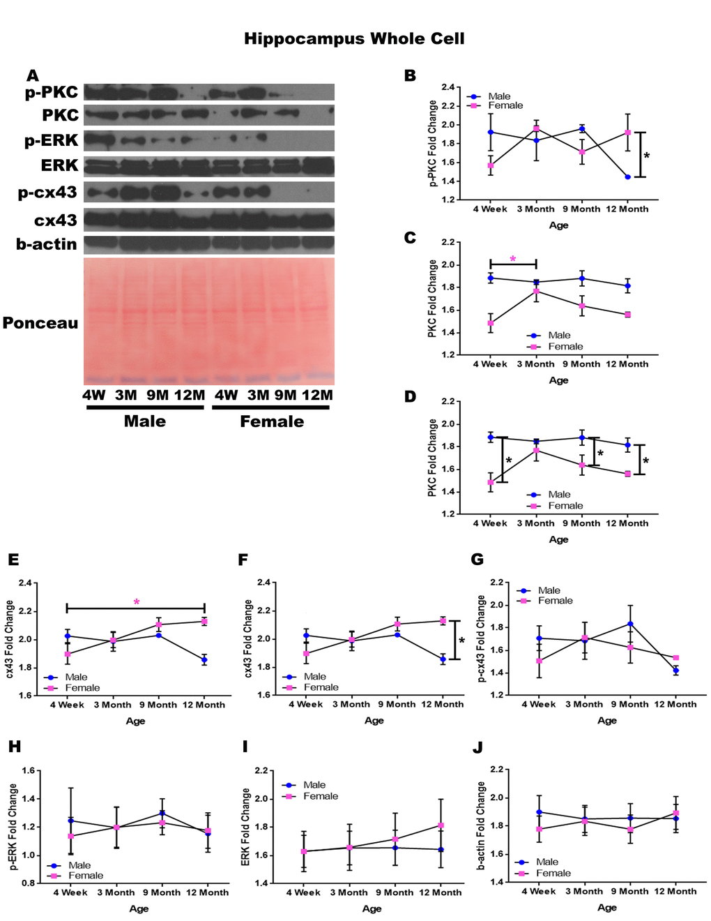 Signaling downstream of estrogen in the hippocampus across age and gender. Representative western blots for each protein of interest and a representative Ponceau stain as a load control (A). Graphical depiction of the fold change for p-PKC (B), PKC comparing age (C), PKC comparing gender (D), cx43 comparing age (E), cx43 comparing gender (F), p-cx43 (G), p-ERK (H), ERK (I), beta-actin (J). Error bars = SEM. 4W = 4 weeks of age; 3M = 3 months of age; 9M = 9 months of age; 12M = 12 months of age. Pink = female; blue = male. ANOVA with Tukey posthoc, * = P