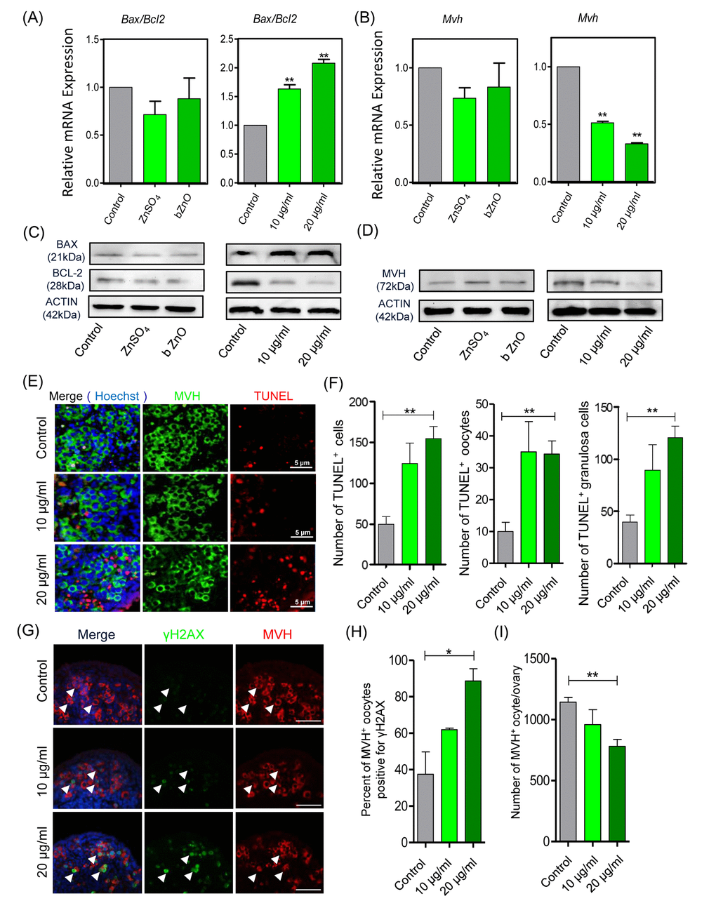 Apoptotic and DNA damage markers in nZnO treated fetal oocytes in vitro. (A-D) Representative q-RT-PCR and WB analyses of Bax, Bcl-2 and Mvh of ovarian tissues cultured for 6 days; Actin or Mvh was used as housekeeping gene and loading control, respectively. (E) TUNEL-staining of the ovarian tissues after 6 days of culture with nZnO. (F) Number of TUNEL-positive total cells, TUNEL-positive oocytes and TUNEL-positive granulosa cells per section. (G) Co-immunostaining of DNA damage marker γH2AX (green) and germ cell marker MVH (red) in ovary sections after 6 day nZnO exposure, Hoechst 33342 (blue) was used for nuclei staining. (H) Percentage of MVH positive oocytes also stained for γH2AX. (I) Number of MVH positive oocytes/ovary.