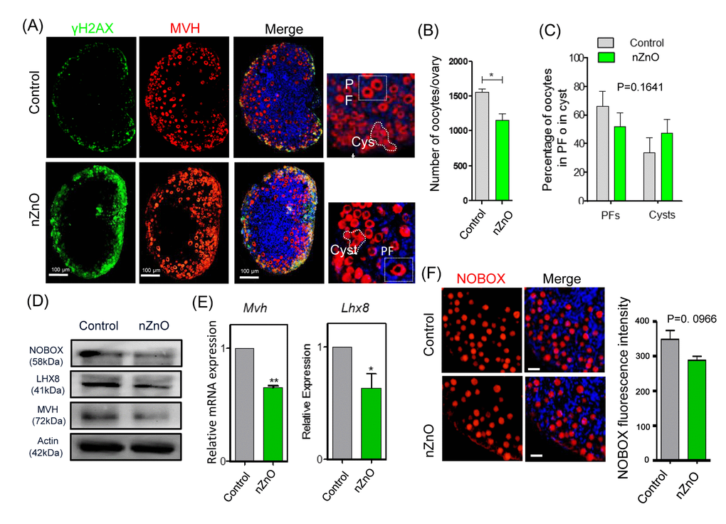 nZnO expose decrease the oocyte number and affect oocyte specific gene expressionin 3 dpp ovaries. (A) Representative immunofluorescence pictures of MVH stained oocytes in sections of 3 dpp ovaries; Hoechst 33342 was used for nuclei staining; note oocytes within PF or in Cyst. (B) Number of oocytes per ovary. (C) Percentage of oocytes in PF or Cyst. (D) Representative WB of the indicated proteins in 3 dpp ovaries; (E) Quantitative RT‐PCR for Mvh and Lhx8 mRNA levels in 3 dpp ovaries, Actin or Mvh was used as housekeeping gene and loading control. (F) IF for NOBOX (red) and fluorescence intensity of NOBOX in oocytes of control and nZnO exposed ovaries in 3 dpp ovaries; Hoechst 3342 (blue) was used for nuclei staining.