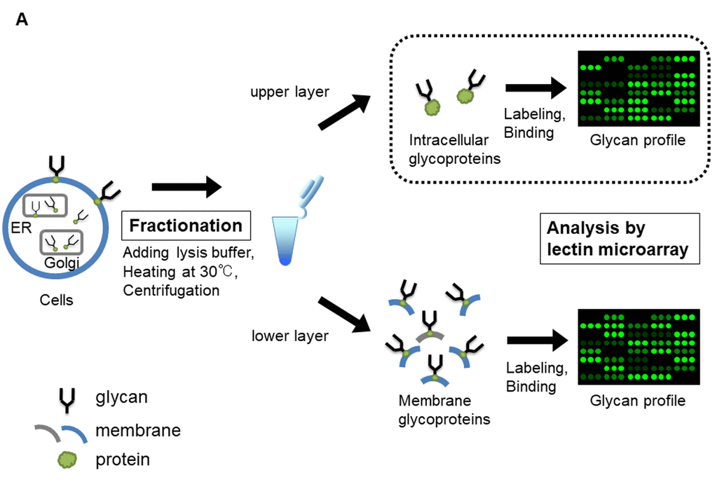 Lectin microarray analysis for glycoproteins of TIG-3S, TIG-101, and TIG-102 at various PDLs. Schematic illustration of lectin microarray analysis for intracellular glycoproteins (enclosed by dotted line). Collected cells were heated and centrifuged with lysis buffer, containing 0.1% protease inhibitor, followed by fractionating as intracellular glycoproteins (upper layer) and membrane glycoproteins (lower layer).