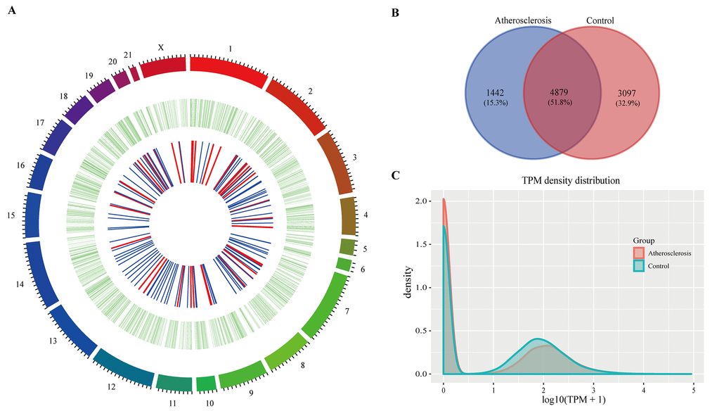 The circRNAs in rabbit carotid arteries. (A) Circos plot showing circRNAs on rabbit chromosome. The outmost layer of ring is chromosome map of the rabbit genome. The larger inner green ring represents all circRNAs detected by RNA-seq. The smaller inner ring indicates the differentially expressed circRNAs with fold change > 2 and p-Value B) Among detected circRNAs, 4,879 common circRNAs and 1,442 specific circRNAs in AS group and 3,097 specific circRNAs in control group. (C) The TPM distributions of circRNAs.