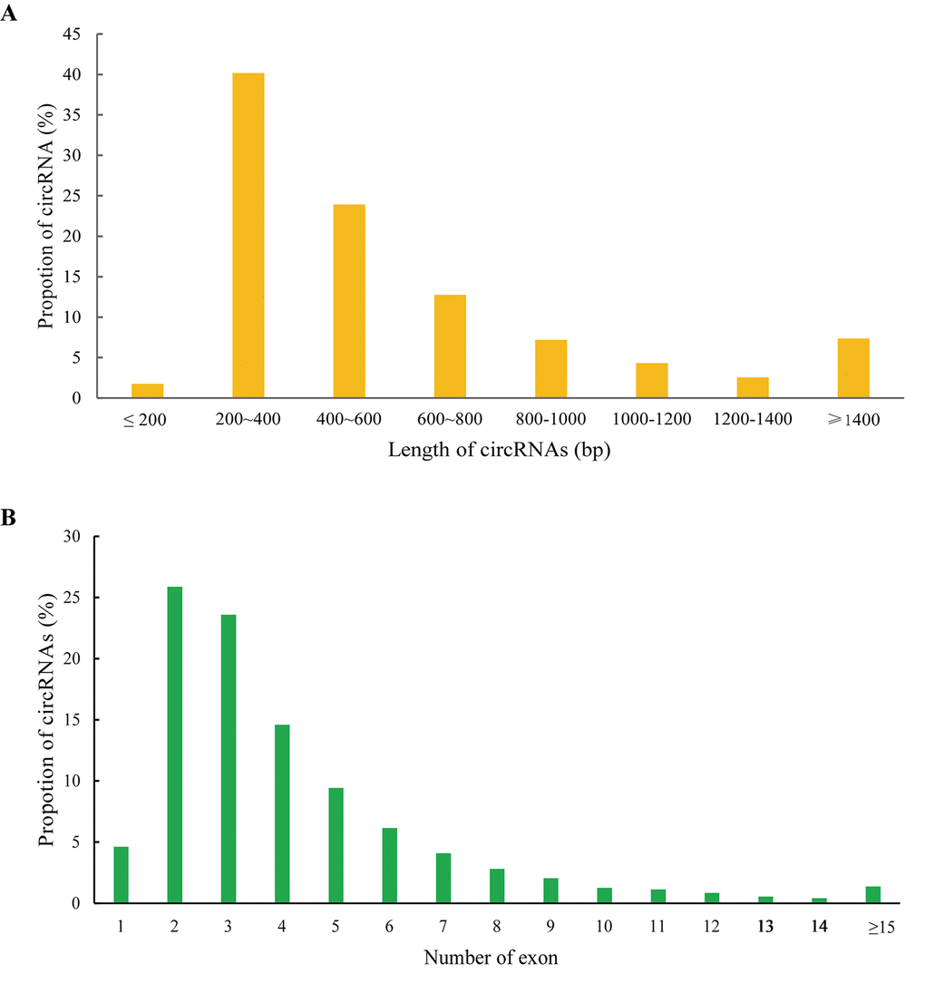 Features of circRNAs. Distribution of the sequence length (A) and exon number (B) of circRNAs.