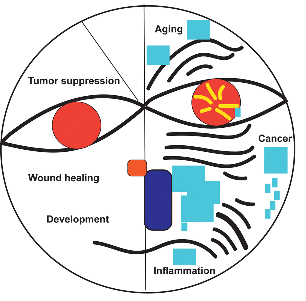 The good and bad of senescence.