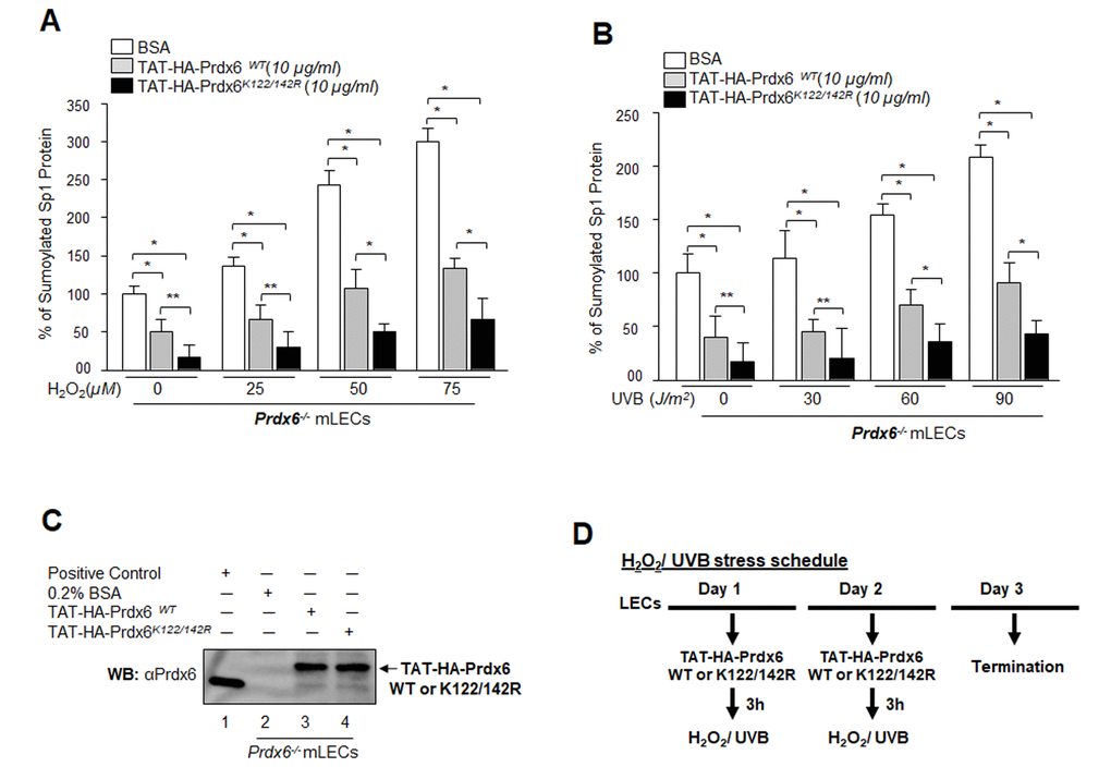 Sumoylation-deficient Prdx6K122/142R fused to transduction protein domain (TAT) internalized in cells and blunted oxidative stress-induced aberrant Sumoylation. (A and B) Prdx6-/- mLECs were transduced with Sumoylation-deficient protein, TAT-HA-Prdx6K122/142R conferred higher resistance to oxidative stress-induced Sumoylation than did Prdx6WT. Prdx6-/- LECs were pretreated with TAT-HA-Prdx6 WT or TAT-HA-Prdx6K122/142R and then exposed to different concentrations of H2O2 (0, 25, 50 and 75µM) and/or UVB (0, 30, 60 and 90J/m2). 48h later, nuclear extracts containing equal amounts of proteins were processed for Sumo1-ELISA assay to assess the relative levels of Sp1 Sumoylation in Prdx6 WT (gray bars) and its mutant Prdx6K122/142R (black bars) transduced in cells as shown. Data represent the mean ± SD from three independent experiments (**ppC) Transduction of TAT-HA-Prdx6 and TAT-HA-Prdx6K122/142R into cells. An aliquot of 10 μg/ml recombinant protein was added to culture media and transduction of TAT-HA-Prdx6 (Lane 3) and TAT-HA-Prdx6K122/142 R (Lane 4) was assessed using WB by anti-Prdx6 antibody. (D) Represents the TAT-HA-Prdx6 and TAT-HA-Prdx6K122/142R following H2O2 and/or UVB oxidative exposure treatment schedule.