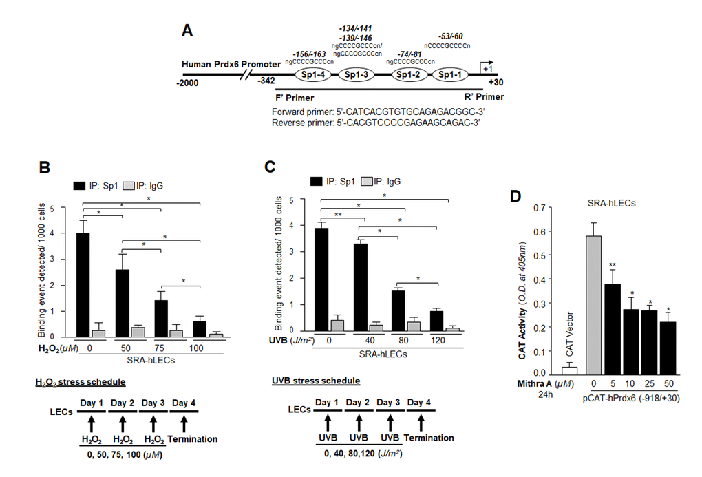 Oxidative stress attenuated Sp1 binding to its GC-Box elements present in hPrdx6 gene promoter.Table 1. Evolutionary conserved Sp1 binding sequences in TATA-less Prdx6 promoters of mouse, rat and human cells. (A) Schematic illustration of 5’-proximal promoter region of Prdx6 containing Sp1 (GC-Box) binding sites showing primer location and sequences used in ChIP assay. (B and C) Oxidative stress (H2O2 or UVB)-induced reduction in DNA binding activity of Sp1 to hPrdx6 gene promoter containing GC-Box (Sp1 sites) in SRA-hLECs. ChIP assay was carried out by using ChIP-IT® Express and ChIP-IT® qPCR analysis kits (Active motif). Chromatin samples prepared from SRA-hLECs were exposed to varying concentrations of H2O2 (0, 50, 75 and 100µM) or UVB (0, 40, 80 and 120J/m2), and were subjected to ChIP assay with ChIP grade antibodies, anti-Sp1 (black bars) and control IgG (gray bars). The DNA fragments were used as templates for qPCR by using primer designed to amplify -342 to +30 region of the human Prdx6 gene promoter bearing GC-box (Sp1 sites). Histogram showed the amplified DNA by qPCR analysis: (B) Control (0) vs 50µM vs 75µM vs 100µM H2O2 treatment. (C) Control (0) vs 40J/m2 vs 80J/m2 vs 120J/m2 UVB exposure. The data represent mean ± SD from three independent experiments (**ppD) Human Prdx6 promoter activity inhibited by mithramycin A (Mithra A), an inhibitor of Sp1, validated Sp1 regulation of hPrdx6 gene. Cells were transfected with CAT-hPrdx6 (-918/+30) or empty CAT vector construct and treated with Mithra-A at different concentrations for 24h. Data represent mean ± SD from three independent experiments (**pp