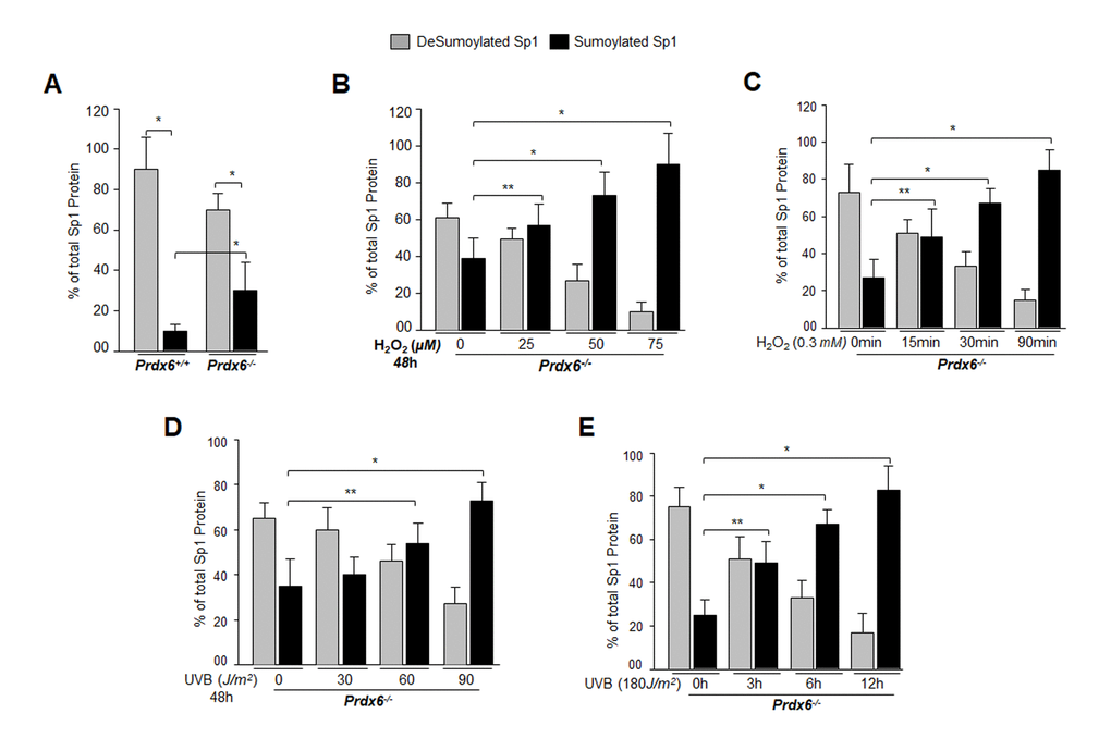 Prdx6-/- LECs, a model for aging, bore an enhanced Sumoylated form of Sp1, and levels were further increased with exposure to oxidative stress. (A) Nuclear extracts were prepared from Prdx6+/+ and Prdx6−/− mLECs and submitted to Sp1 Sandwich/Sumo1-ELISA assays to examine the total and Sumoylated forms of Sp1 protein. Sumoylated Sp1 protein was subtracted from total Sp1 protein, and results are presented as deSumoylated (gray bars) and Sumoylated (black bars) forms of Sp1. The data represent mean ± SD from three independent experiments. Prdx6+/+ vs Prdx6−/− ; *pB-E) Prdx6-/- LECs displayed increased levels of Sumoylated Sp1 in response to increased oxidative loads. Prdx6-/- LECs were exposed to H2O2 (B and C) or UVB (D and E) in different concentrations and for different time intervals as indicated. Nuclear extracts were prepared and used to perform Sp1 sandwich/Sumo1-ELISA specific to Sp1. Sumoylated Sp1 protein was subtracted from total Sp1 protein, presented as deSumoylated Sp1 (gray bars) and Sumoylated Sp1 (black bars). B-E: Data represent mean ± SD from three independent experiments. 0µM vs 25, 50 and 75µM (H2O2), 0 min vs 15 , 30 and 90 min of H2O2 exposure and 0 J/m2 vs 30, 60 and 90 J/m2 (UVB) and 0h vs 3, 6 and 12h UVB exposure; **pp