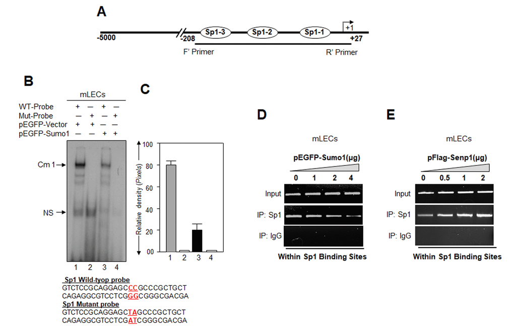 Cells overexpressing Sumo1 showed reduced Sp1 binding to its responsive elements in Prdx6 promoter. (A) Schematic illustration of Prdx6 gene promoter. (B) Gel-shift mobility assay showing that Sumo1 reduced the Sp1 DNA–binding activity of Prdx6 gene promoter. Gel-shift mobility assay was carried out using nuclear extracts isolated from mLECs transfected with pEGFP-Vector (Lanes 1 and 2) or pEGFP-Sumo1 (Lanes 3 and 4) incubated with 32p-labeled wild type probe (Lanes 1 and 3) or its mutant (Lanes 2 and 4). A diminished Cm1 band was observed in cells overexpressing Sumo1 (Lane 3) in comparison to vector control (Lane 1). No binding occurred in mutant probes (Lanes 2 and 4). (C) Histogram represents densitometry analysis of DNA-protein complex formed in gel-shift assay. Lane 1 vs lane 3, *p D) ChIP assay showing Sumo1 overexpression significantly suppressed Sp1-DNA binding in Prdx6 gene promoter in dose-dependent manner. mLECs were transiently transfected with different concentrations of pEGFP-Sumo1 (0, 1, 2 and 4 μg). 72h later ChIP assay was carried out with anti-Sp1 and control IgG antibodies. Pulled DNA fragments were subjected to PCR analysis for Sp1 binding cis-elements of Prdx6 promoter. The product was analyzed through agarose-gel. Data represent three experiments. (E) Senp1 overexpression dramatically enhanced Sp1-DNA binding in concentration-dependent -manner. mLECs were transfected with increasing concentrations of pFlag-Senp1 (0, 0.5, 1 and 2μg) for 72h. ChIP analysis was carried out using chromatin samples prepared from transfected LECs with a ChIP grade antibody, anti-Sp1 and control IgG. The DNA fragments were used as templates for PCR by using primers designed to amplify −208 to +27 region of the Prdx6 promoter bearing Sp1 binding sites as shown. PCR product was analyzed through agarose gel as shown.