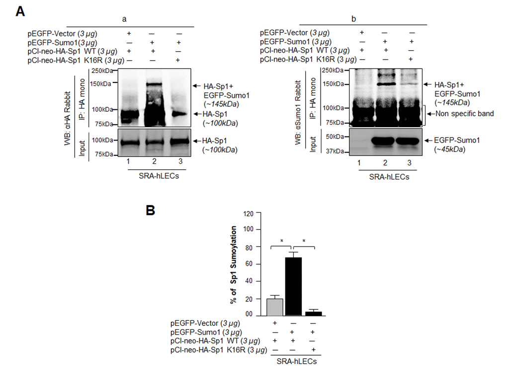 Sumo1 modified Sp1 at K16 residue in vivo. (A) SRA-hLECs (1.2X106) were transfected with pEGFP-Sumo1 (3µg) along with Sp1 WT (3µg) or its mutant Sp1K16R (mutated at Sumoylation sites) using (3µg) plasmid as indicated. Exogenous Sp1 was immunoprecipitated (IP) from cell lysates containing equal amounts of proteins, and its Sumoylated form was detected with anti-HA (Ba) and anti-Sumo1 (Bb) rabbit polyclonal antibodies as indicated. Cell lysates were prepared and subjected to IP using anti-HA monoclonal antibody. IP with anti-HA monoclonal antibody shows a single-exogenous Sumoylated band at ~145 kDa (lane 2, pEGFP-Sumo1+pCl-neo-HA-Sp1WT). No Sumoylation band could be detected in cell extracts of pEGFP-Vector+pCl-neo-HA-Sp1WT or pEGFP-Sumo1+pCl-neo-HA-Sp1-K16R transfected cells (B, a and b; lanes 1 and 3). (B) SRA-hLECs were transfected with pCl-neo-HA-Sp1WT plus pEGFP-Vector, or pCl-neo-HA-Sp1WT plus pEGFP-Sumo1, or pCl-neo-HA-Sp1-K16R plus pEGFP-Sumo1. 48h later, total cell lysates were prepared and processed for Sumo1-ELISA assay according to the manufacturer’s protocol (EpiQuikTM) to measure the Sumoylated form of Sp1. Data represent mean ± SD from three independent experiments: pCl-neo-HA-Sp1WT plus pEGFP-Vector, vs pCl-neo-HA-Sp1WT plus pEGFP-Sumo1, vs pCl-neo-HA-Sp1 K16R plus pEGFP-Sumo1 (*p