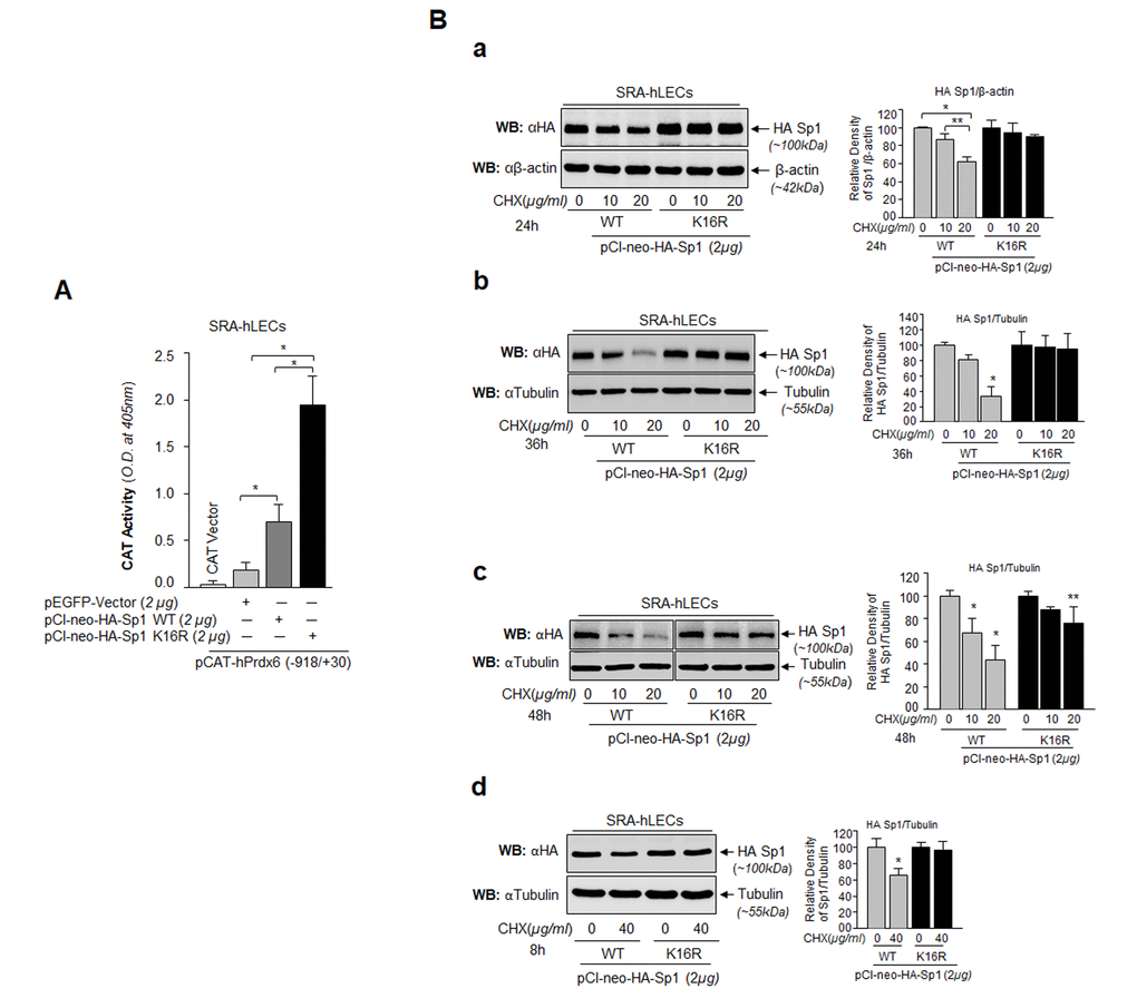 Sp1 (K16R) mutated at Sumoylation site enhanced its transcription potential by increasing steady state of Sp1 in cells. (A) SRA-hLECs were cotransfected with wild type Prdx6 promoter linked to CAT along with either pCl-neo-HA-Sp1 or pCl-neo-HA-Sp1K16R as shown. After 72h cell lysates were analyzed for CAT activity. Histograms represent values derived from three independent experiments. *p B) Relative protein stability of Sp1WT vs Sumoylation-deficient mutant Sp1K16R. SRA-hLECs were transiently transfected with pCl-neo-HA-Sp1WT or its mutant, pCl-neo-HA-Sp1K16R. After 36h, the transfectants were treated with different concentrations of CHX (10 and 20µg/ml) for 24h (Ba) or CHX (10 and 20µg/ml) for 36h (Bb) or CHX (10 and 20µg/ml) for 48h (Bc) or CHX (40µg/ml) for 8h (Bd) or as indicated. Total lysates with equal amounts of proteins were western blotted (WB) with anti-HA antibody. Anti-β-actin or anti-Tubulin antibodies were used as loading control. The percentage of remaining Sp1 (Sp1WT and its mutant Sp1 K16R) protein after the CHX translational inhibitor treatment is presented as histogram in right side of Western blot based upon densitometry quantitation. Control vehicle (DMSO) vs CHX treated, **pp