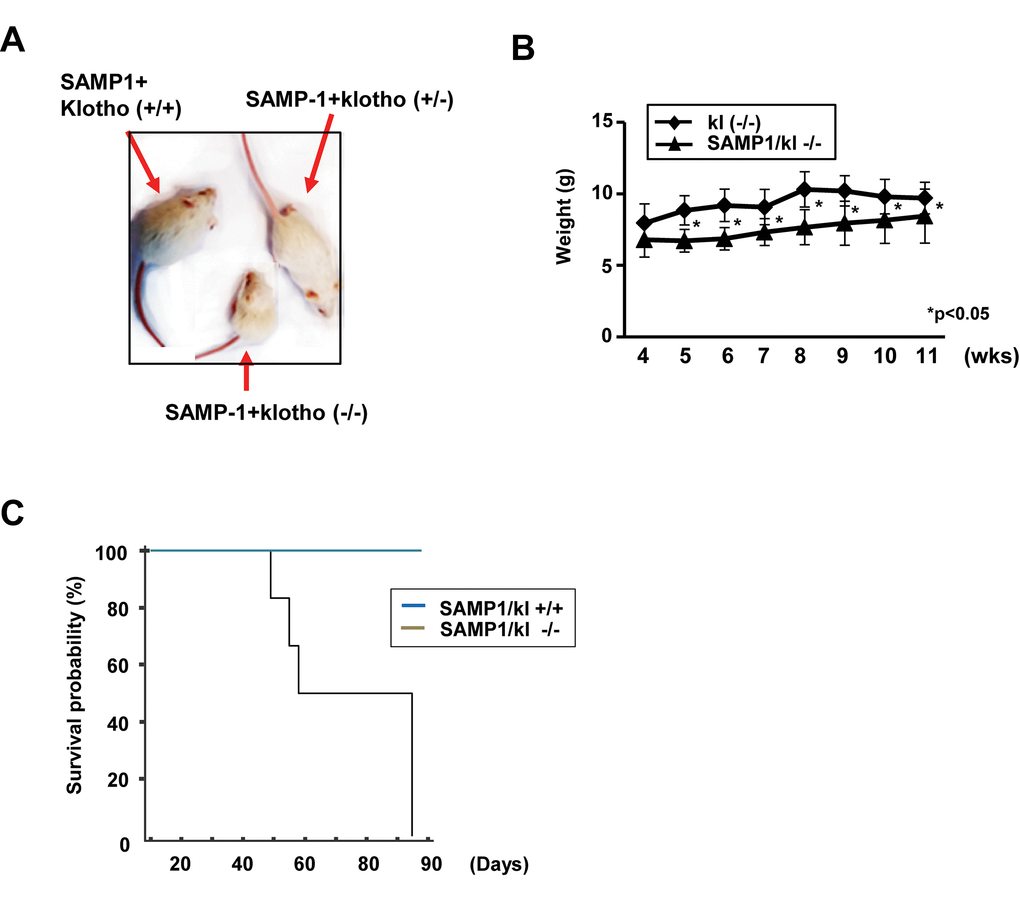 Macroscopic phenotype of SAMP1/kl-deficient mice. (A) Gross appearance of deficient (SAMP1/kl-/-) mice at 4 weeks of age. (B) Body weight curves for 4- to 11-week-old Klotho-deficient (kl-/-) and compound-deficient (SAMP1/kl-/-) mice. (C) Survival curves for the groups of SAMP1/kl+/+ (n=6) and SAMP1/kl-/- (n=7) mice.