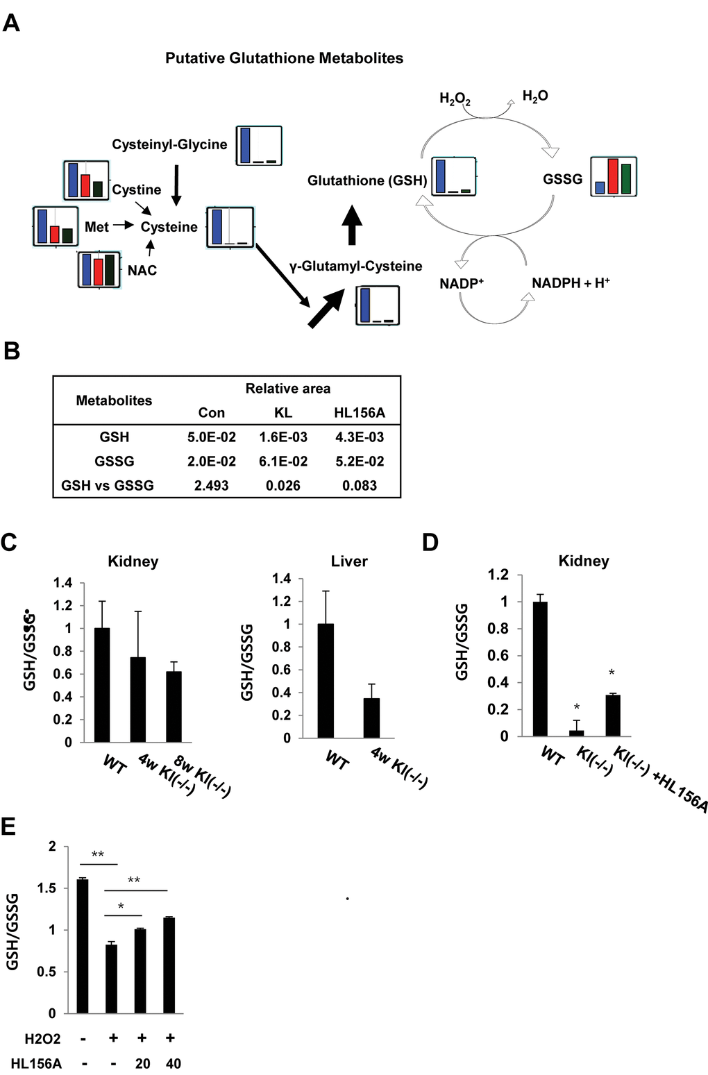 HL156A-mediated changes in intermediates of glutathione metabolism. (A) The levels of intermediates of glutathione metabolism were plotted on pathway maps. The relative quantities of the detected metabolites are represented as bar graphs (from left to right: SAMP1/kl+/+ (blue), SAMP1/kl-/- (red), and HL156A-treated SAMP1/kl-/- (green) kidneys). (B) Comparisons of the relative amounts of glutathione metabolites between SAMP1/kl+/+, SAMP1/kl-/-, and HL156A-treated SAMP1/kl-/- mouse kidneys. (C) In vivo effect of HL156A administration on glutathione status in SAMP1/kl-/- mice. Oxidized (GSSG)/reduced (GSH) ratios in mouse kidneys and livers obtained from SAMP1/kl+/+ or SAMP1/kl-/- mice. (D) GSSG/GSH ratios in mouse kidneys obtained from mice orally administered 0.9% saline solution (control) or 30 mg/kg HL156A every other day for 12 weeks. GSH and GSSG levels were quantified by spectrophotometry, and GSSG/GSH ratios were calculated as estimates of oxidative stress. (E) In vitro effect of HL156A on GSSG/GSH ratios in H2O2-treated MEF kl-/- cells. H2O2-treated cells were co-incubated with 20 or 40 μM HL156A for 36 h. *pp