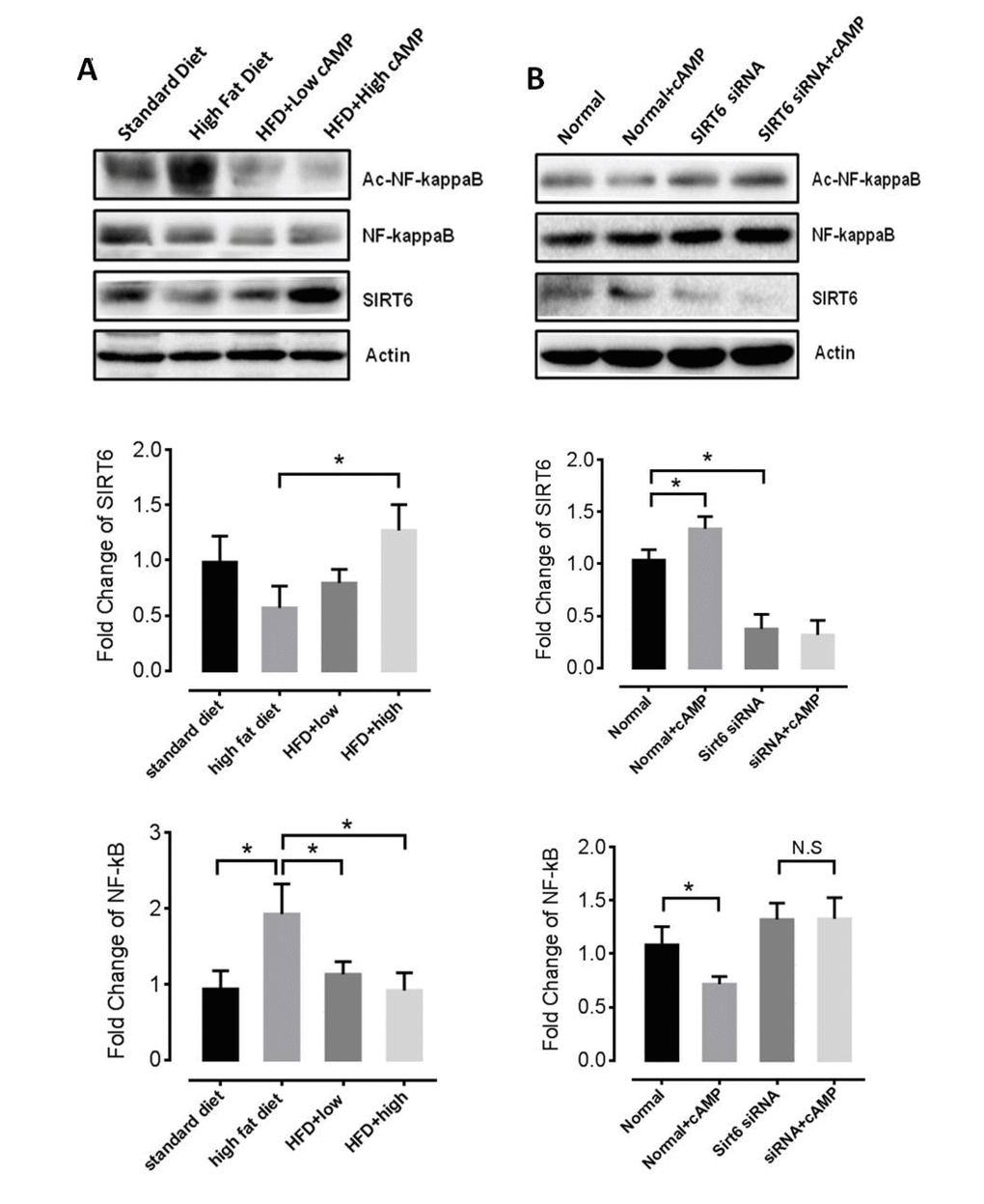 Roliparm decreases levels of acetylated NF-κB. (A) SIRT6 protein and NF−κB acetylation level of HFD-fed mice with or without db-cAMP treatment. (B) SIRT6 and acetylated NF-κB levels in Sirt6 knockdown and control cells, with or without db-cAMP treatment.