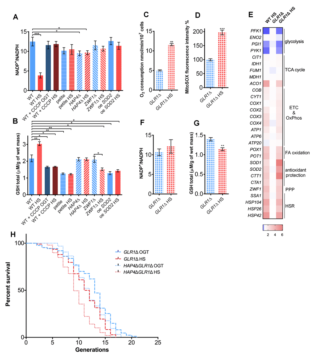 Glutathione recycling is essential for the heat shock induced replicative lifespan extension. (A) NADP+/NADPH ratio decreased in the WT during heat shock, suggesting increased NADPH levels. However, the ratio was unaffected by heat shock in the petite strain, the HAP4Δ strain, in the presence of CCCP, in the strain deficient in G6PD (ZWF1Δ), or in the strain carrying overexpression of SOD2. (B) GSH levels were increased in the WT during heat shock. Heat shock did not induce the GSH levels in the petite, HAP4Δ strain, WT in the presence of CCCP, in the strain deficient in G6PD (ZWF1Δ), or in the strain carrying overexpression of SOD2. (C) Oxygen consumption was increased under heat shock in the GLR1Δ strain. Oxygen uptake was measured polarographically using a Clark-type electrode equipped oxygraph. (D) Mitochondrially produced superoxide (measured by FACS as MitoSOX fluorescence in 10000 cells) was increased in the GLR1Δ strain during heat shock. The results are presented as the percentage of MitoSOX fluorescence detected in WT strain at optimal growth temperature. (E) qPCR measurement of gene expression levels showed that the absence of GLR1 did not affect the heat shock induced metabolic changes, also observed in the WT. Color of the squares on the heat map corresponds to the mean value of the log fold change from three biological and three technical replicates. UBC6 was used for normalization. (F) NADP+/NADPH ratio remained unchanged during heat shock in the GLR1Δ strain. (G) GSH levels decreased during heat shock in the GLR1Δ strain. (H) Mean and maximum replicative lifespan (RLS) were decreased in GLR1Δ following heat shock. RLS of the double mutant HAP4ΔGLR1Δ revealed that GLR1 is epistatic to HAP4 under the conditions of mild heat shock. The number of curated cells if 87 for GLR1Δ, 107 for GLR1Δ HS, 96 for HAP4ΔGLR1Δ and 99 for HAP4ΔGLR1Δ HS. P value is P P P 